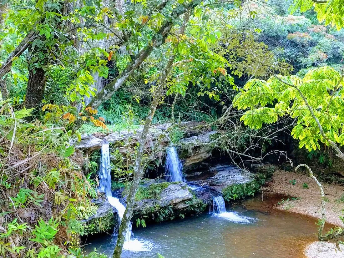 Quedas d'água vistas por entre os galhos da mata