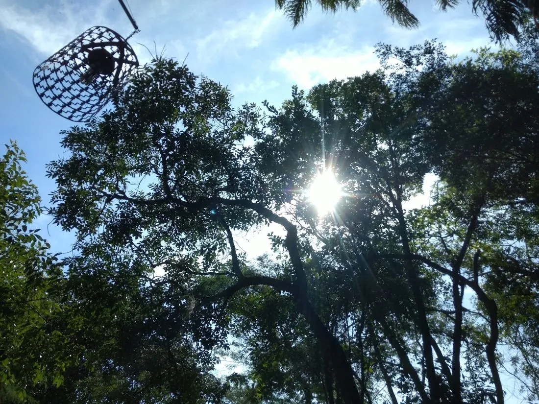 Sol atravessando as copas das árvores da Reserva