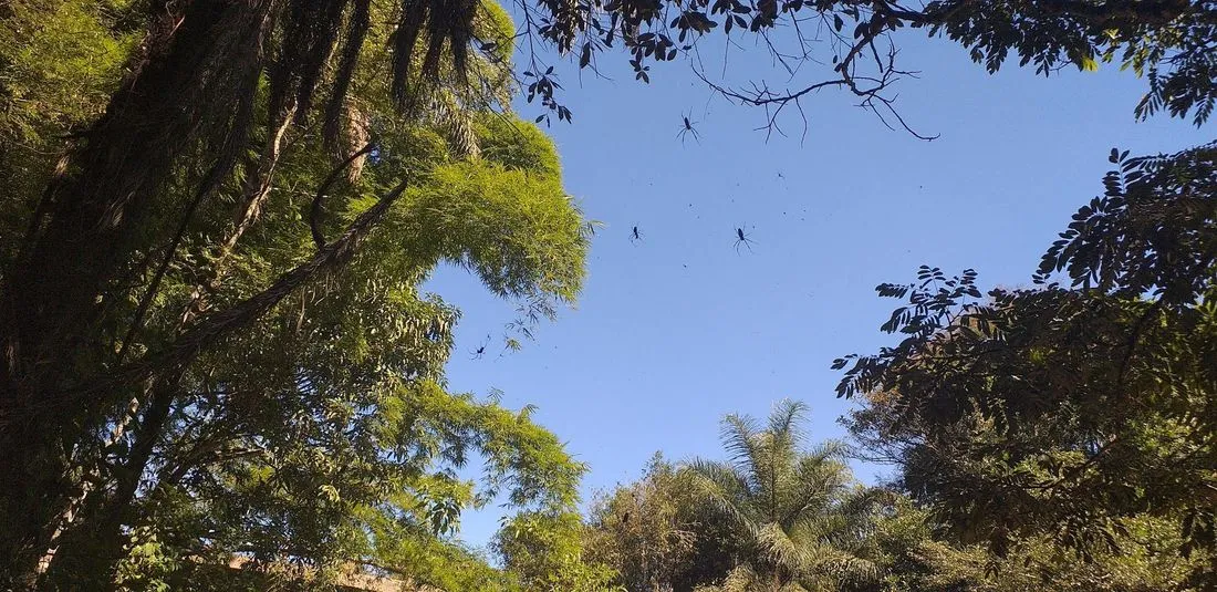 Copas das árvores da mata preservada da Reserva vistas de baixo