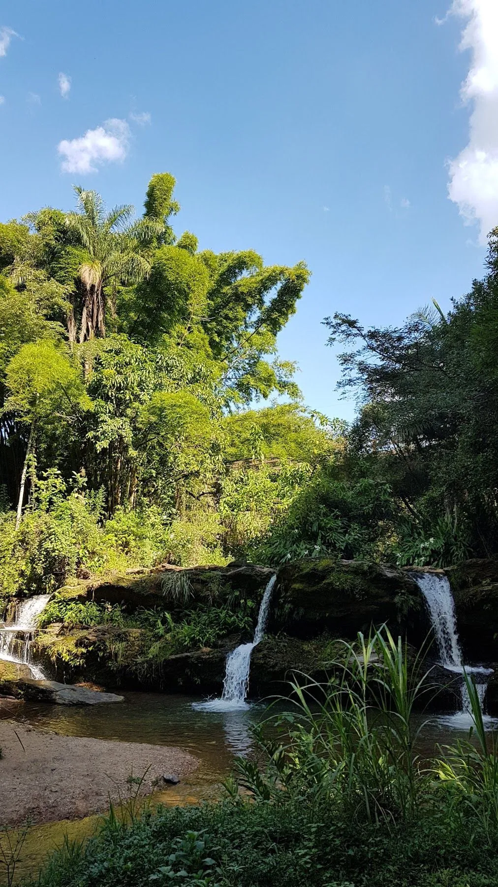 Mata fechada da Reserva, com o curso d'água correndo ao fundo